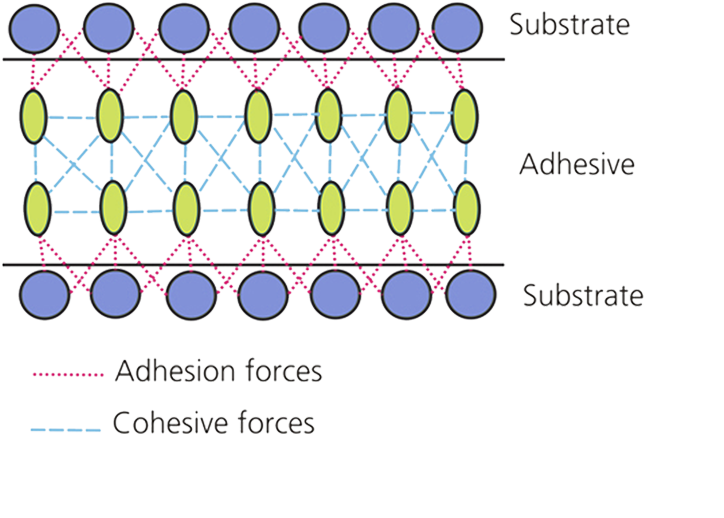 what is adhesion and cohesion kopya